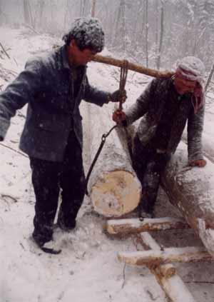 木帮:长白山最后的伐木人