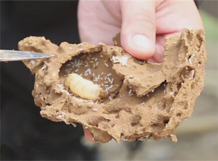 为什么白蚁喜欢在堤坝筑巢？