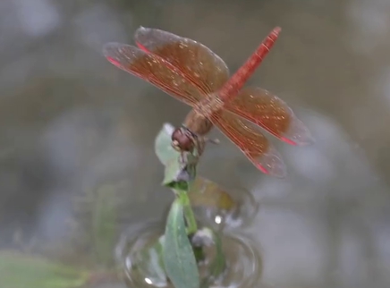 蜻蜓飞翔时翅膀是如何运动的？